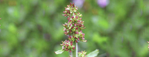 Saxifraga hieracifolia