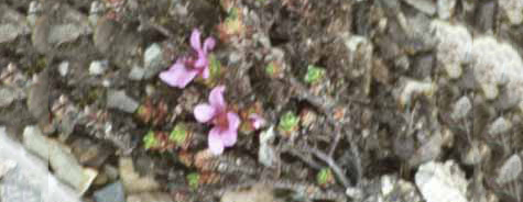 Saxifraga oppostifolia